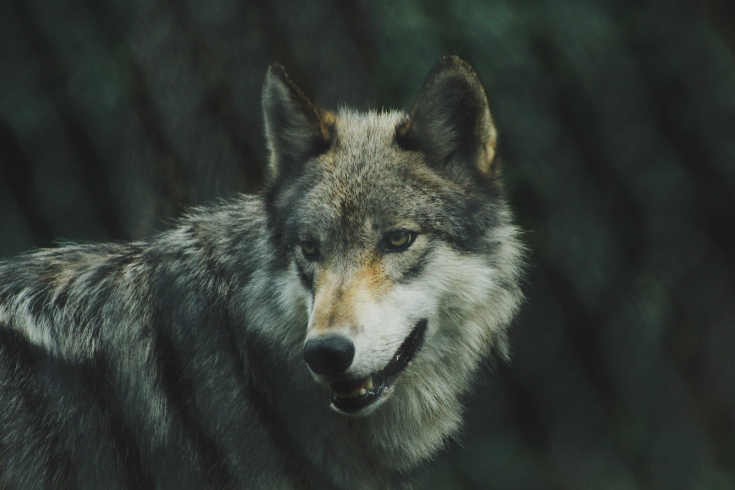 내 안의 두 늑대에 대한 체로키 부족의 지혜에서 배우는 경제적 성공 전략